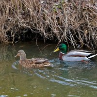 Весна... парное плавание... :: Светлана 