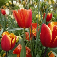 "...Буйством красок объято Созерцанье души: Желтый,розовый,красный- Как они хороши!"... :: Галина "...Буйством красок объято Созерцанье души: Желтый,розовый,красный- Как они хороши!"... :: Галина