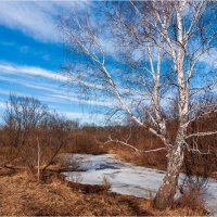 Весеннее настроение,душа поёт... :: Алексей Мезенцев