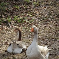 Гусь лапчатый :: Andrey Lomakin