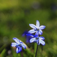 Пролески - голубые капельки Весны.. :: Татьян@ Ивановна