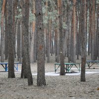 До свидания, Март :: Татьяна Машошина