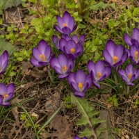 Крокусы. :: Сергей Воротников Крокусы. :: Сергей Воротников