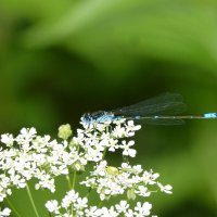 немного про стрекоз 1 :: Александр Прокудин немного про стрекоз 1 :: Александр Прокудин