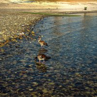 ,Нильские гуси . Кинерет Израиль 2023г :: ujgcvbif 