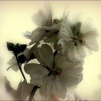 Нежность :: Aleksandr Gal