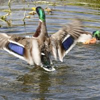 Веселые уточки....))... :: Галина 