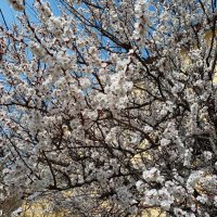 Ростовская весна... :: Нина Бутко