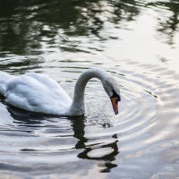 Жадно лакающий водицу лебедь :: Коля Лукашов