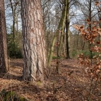 Лесная прогулка... :: Николай Гирш