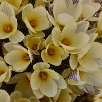 Крокусы :: Сапсан 