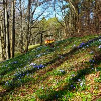 Полянки хионодоксы в парке :: Aida10 