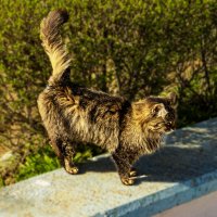 независимость :: Анатолий Чикчирный