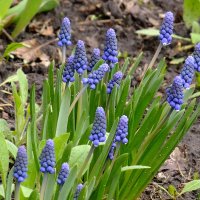 Мускарики проснулись :: Фёдор Меркурьев Мускарики проснулись :: Фёдор Меркурьев