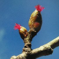 Орешник цветёт :: Людмила Смородинская Орешник цветёт :: Людмила Смородинская