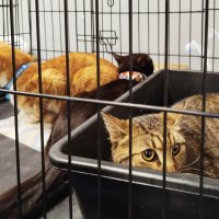 ГАГАРИНСКИЕ_КОШКИ_26 :: Сергей Янович Микк