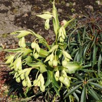 Морозник :: Рита Симонова