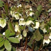 Морозник :: Рита Симонова Морозник :: Рита Симонова