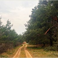 В весеннем лесу. :: Валерия Комова В весеннем лесу. :: Валерия Комова