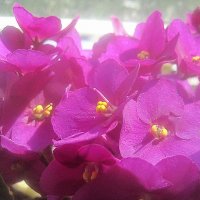 Фиалка :: Елена Семигина