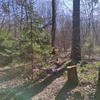 Приехали под ёлочку :: Игорь Ч. Приехали под ёлочку :: Игорь Ч.