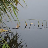 "Отражение" :: Надежда "Отражение" :: Надежда