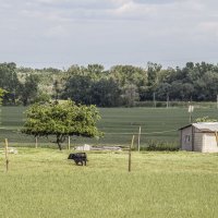 Залихвацкий Бычок, плотно сидящий на траве :: Коля Лукашов