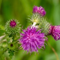 Этюд с чертополохом... :: Николай Гирш Этюд с чертополохом... :: Николай Гирш