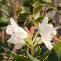 В ботаническом саду. :: Ольга 