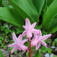 Вот такой гиацинтик расцвел :) :: Наталья 