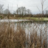 К старому рогозу... :: Николай Гирш