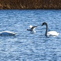 Лебеди в дикой природе :: Милешкин Владимир Алексеевич 