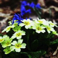 В саду :: Людмила Смородинская