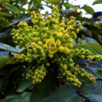 Магония падуболистная :: Валентин Семчишин Магония падуболистная :: Валентин Семчишин