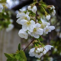 Вишня цветёт :: Валентин Семчишин Вишня цветёт :: Валентин Семчишин
