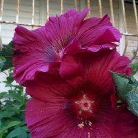 Мальва на улице :: Светлана Хращевская Мальва на улице :: Светлана Хращевская