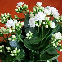 Вазон каланхоэ :: Светлана Хращевская Вазон каланхоэ :: Светлана Хращевская