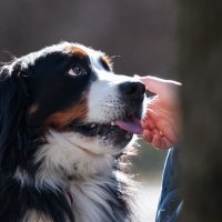 *** :: Владимир Безбородов