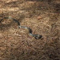Выполз погреться на солнышке. :: Михаил "Skipper"