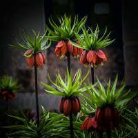 *** :: Александр 