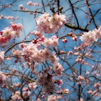 Нежность Весны... :: Николай Гирш