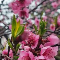 Персик :: Людмила Мила