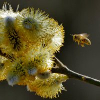 природа начала апреля 5 :: Александр Прокудин