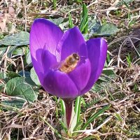 Крокус :: Сапсан 