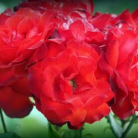 они на радость нам даны :: Олег Лукьянов