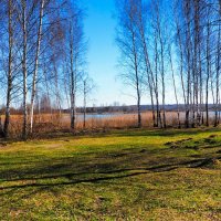 Стройные берёзки на озёрном берегу. :: Милешкин Владимир Алексеевич Стройные берёзки на озёрном берегу. :: Милешкин Владимир Алексеевич