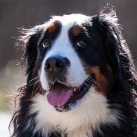 *** :: Владимир Безбородов *** :: Владимир Безбородов