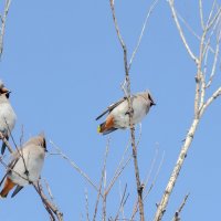 Посиделки Свиристелей. :: Виктор Иванович Чернюк Посиделки Свиристелей. :: Виктор Иванович Чернюк