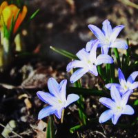 Хионодокса цветёт :: Людмила Смородинская