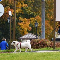 А собака не в курсе.... :: Валерий Пославский